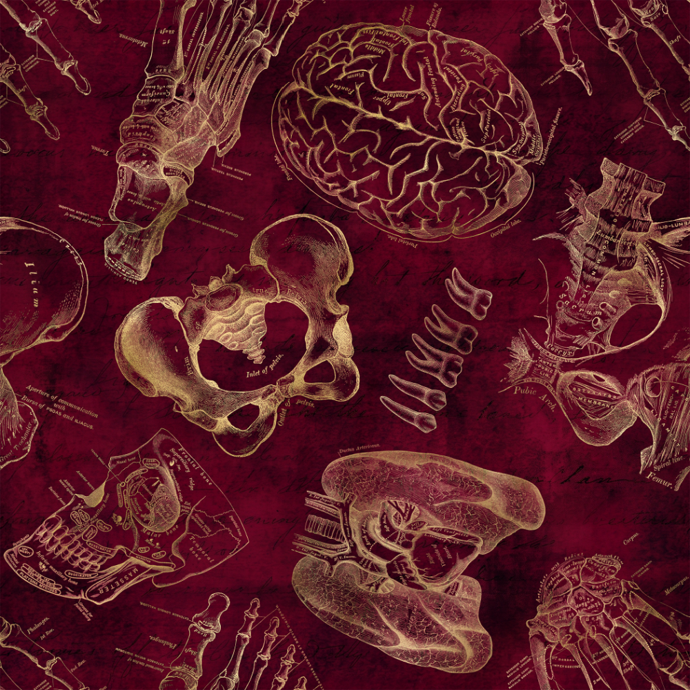Anatomy Lesson